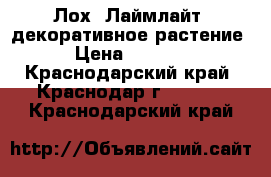 Лох “Лаймлайт” декоративное растение › Цена ­ 2 000 - Краснодарский край, Краснодар г.  »    . Краснодарский край